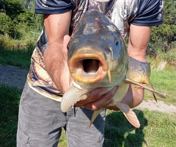 Marka Goscinne Проживание в семье *