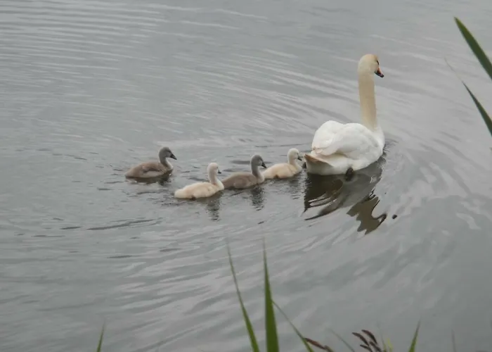 Marka Goscinne Проживание в семье Мельно